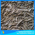 ample supply fresh cheap frozen fish sand lance bottom price